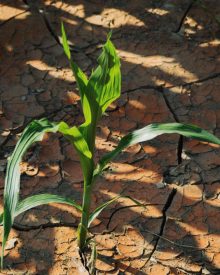 Salvarea recoltei în condiții de secetă: 3 sfaturi practice