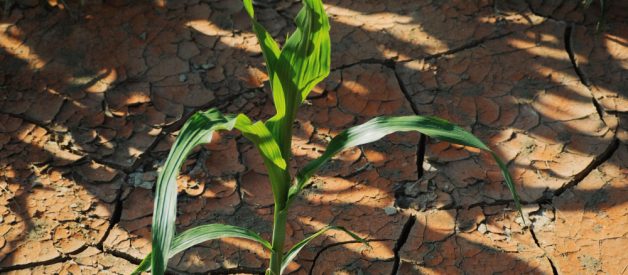 Salvarea recoltei în condiții de secetă: 3 sfaturi practice